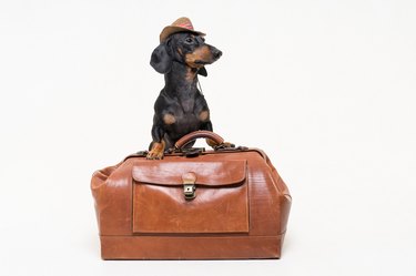 Dachshund breed dog, black and tan, in cowboy hat stands on vintage suitcase, is isolated on gray background