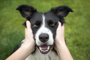 Young girl holding head of a Beautiful Border Collie dog