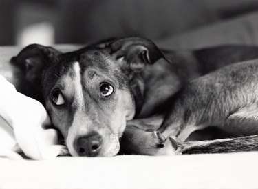 Close-up of dog with embarrassed expression in grayscale
