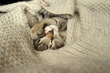 Wrapped kitten in a woolen sweater