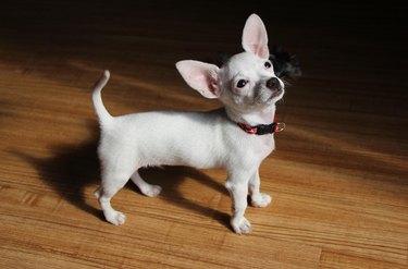 Chihuahua blanc coter