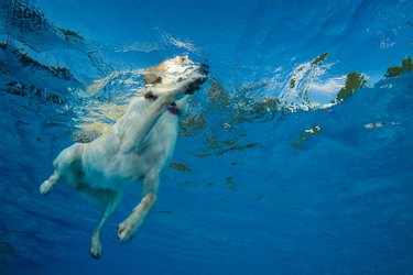 Dog swimming under water.