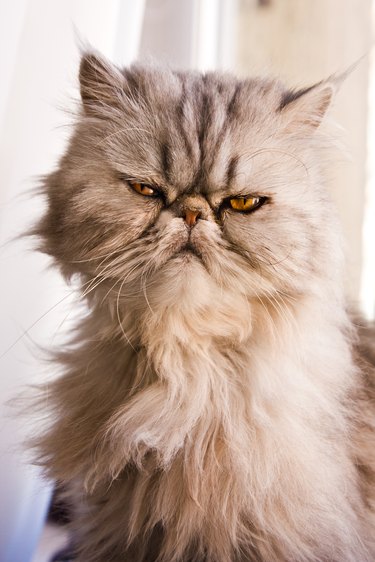 Persian longhair cat