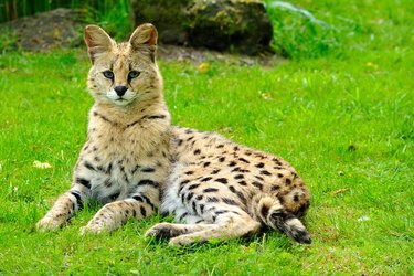 Serval