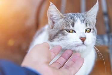 man's hand strokes a kitten