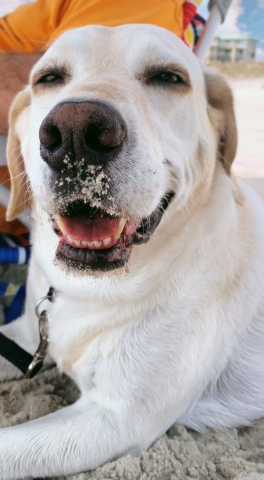 Sandy Nose Dog