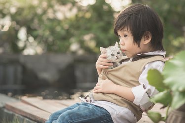 Asian boy  holding american short hair  kitten