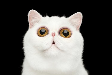 Close-up surprised Pure White Exotic Cat Head Isolated Black Background