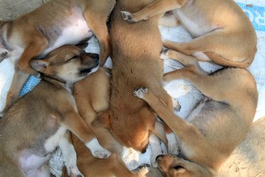 Sleeping puppy dogs