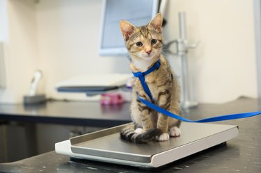 Little cat on a weight scale in a veterinarian's office.