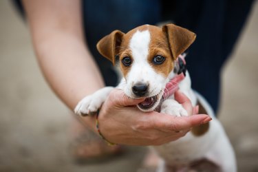 Cheerful puppy Jack Russell Terrier