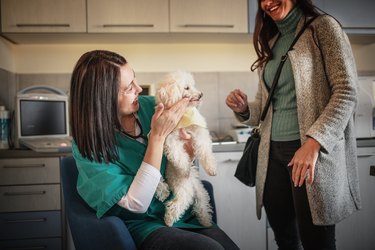 Doctor and owner looking at dog  in veterinary clinic