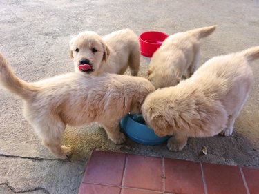 High Angle View Of Puppies