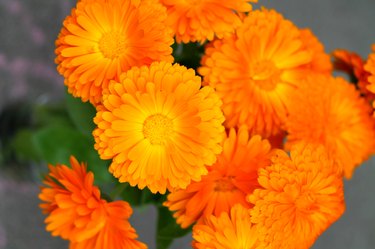 Bright orange calendula flowers.