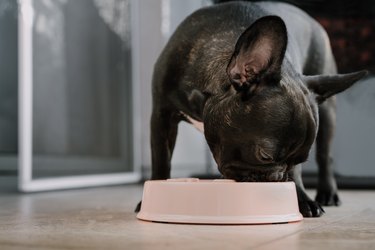 Close-Up Of A Dog Eating