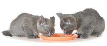 Two gray kitten eating cat food from a bowl