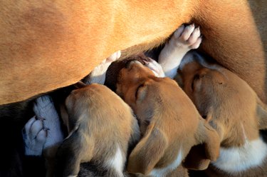 Amstaff puppies breastfeeding