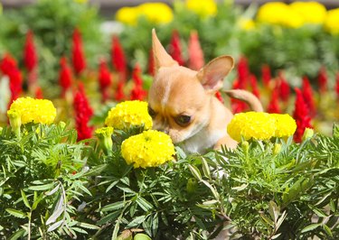 Red puppy sniffing yellow flower.