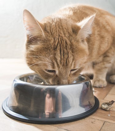 A yellow cat eating out of a chrome bowl