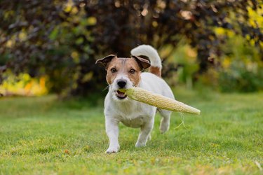 Farm dog carries cob of fresh sweet corn