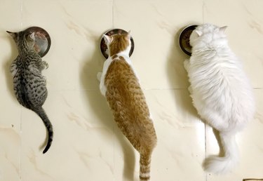 Directly Above View Of Cats Eating In Bowls At Home