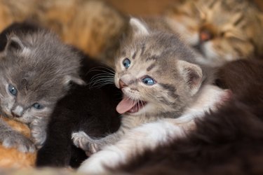 Little fluffy gray kitten with blue eyes