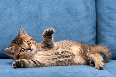 Charming brown British small cat lying on a blue sofa with one front paw up