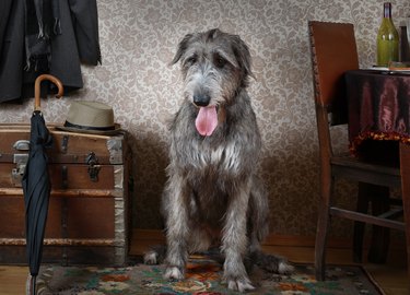 Irish wolfhound dog indoors