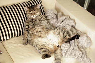 A fat cat relaxes on the couch