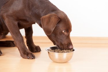 Close-Up Of Dog Eating Food From Bowl