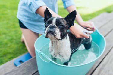 kids wash boston terrier puppy in blue basin on the summer garden background