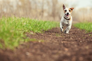 Running dog at summer over mulch for dog area