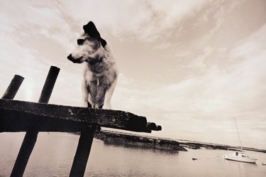Dog standing on edge of jetty, low angle view (grainy, B&W)