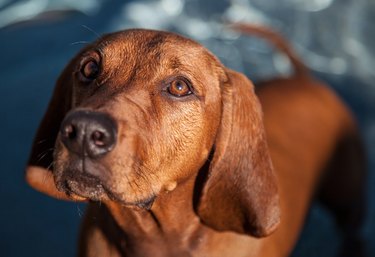 Shallow Focus on Redbone Coohound dog.