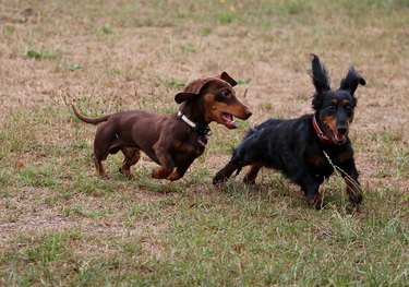 two dachshunds chasing each other