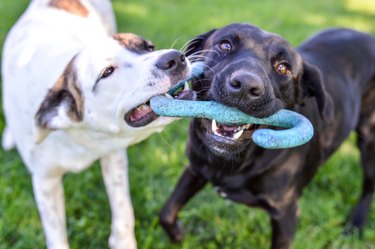 Mixed breed puppy and black labrador retriever playing with a tug of war toy outdoors on a bright summer day