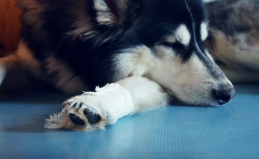 Sad and bored Siberian Husky must stay inside with white bandage after injury on his leg