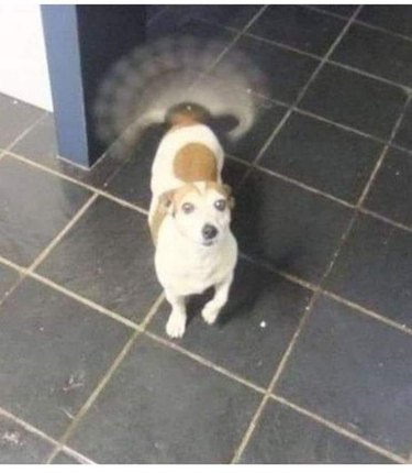 Dog wagging its blurry tail