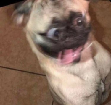 Blurry face of startled pug