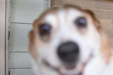 Happy, blurry dog