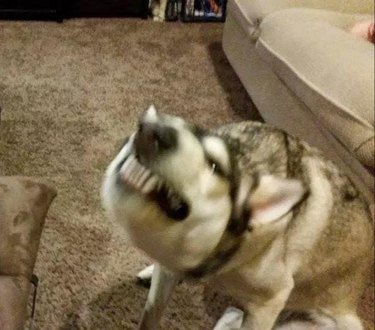 Blurry husky baring its teeth as it scratches an itch