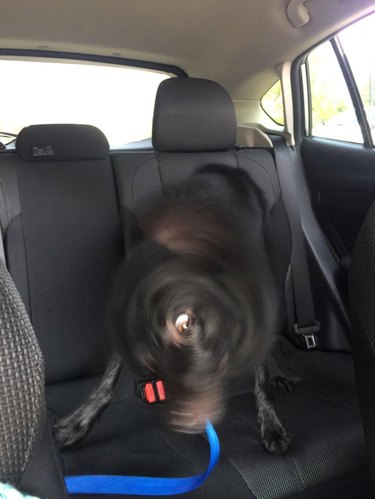 Dog shaking its head in backseat of car