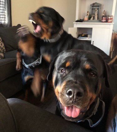 Rottweiler sits for the camera while two blurry Rottweilers fight behind it