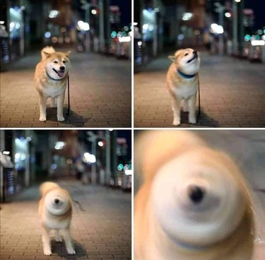 Dog with a blurry head