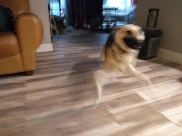 Blur of dog running through living room