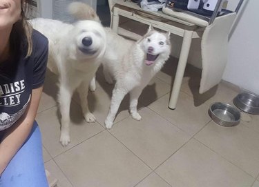 One dog smiling at another dog with a blurry head