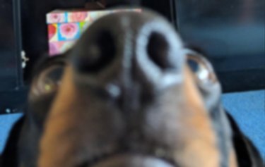 Blurry dog nose very close to camera