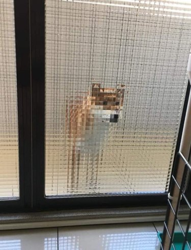 Dog looks pixelated behind textured glass