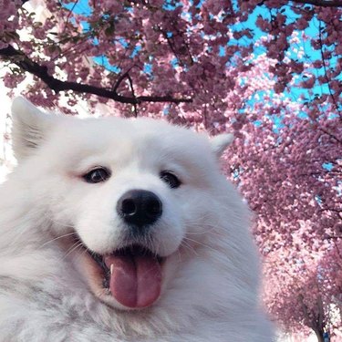 fluffy dog in front of cherry blossom tree