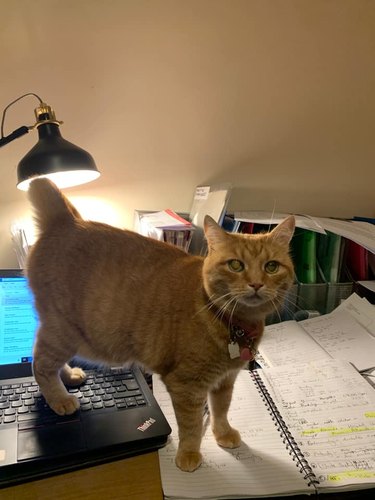 cat stands on computer